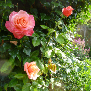 Różowy z brzoskwiniowym odcieniem - róża wielkokwiatowa - Hybrid Tea